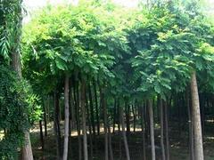 山东丝锦木推荐 优质苗木与批发价格全解析
