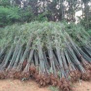 批发采购四季竹 一站式了解苗木产品特征与选择要点