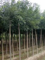 国槐苗木产品介绍及应用价值分析