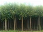 旱柳育苗与金叶榆种植 保定市安国腾达苗木花卉基地专业技术解析