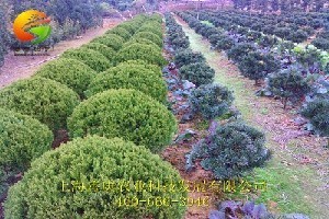绿化苗木工程与苗木专业市场 共生共荣的绿色发展之路