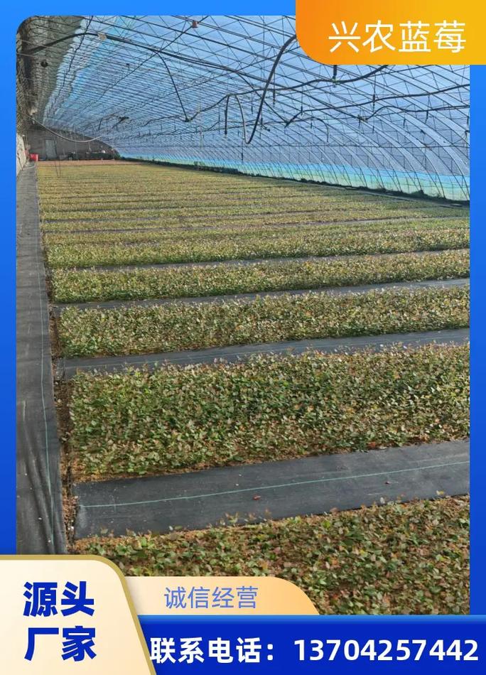 河北蓝莓苗木基地厂家直供 L11、L25、F6、莱宝、莱格品种详解